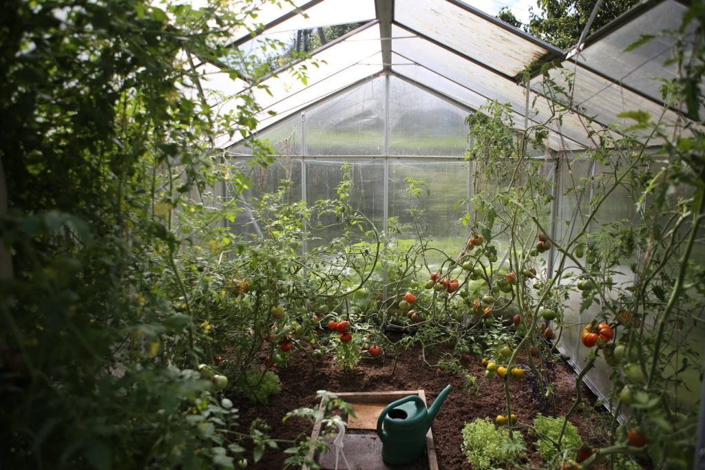 greenhouse with tomatoes and many other beautiful plants for chicago gardening law article