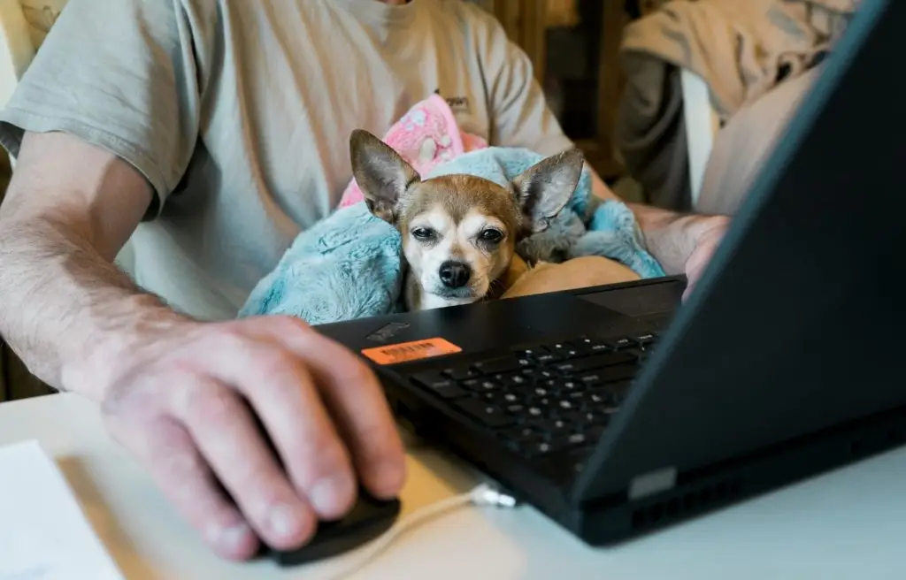 dog at a computer for work from home real estate article