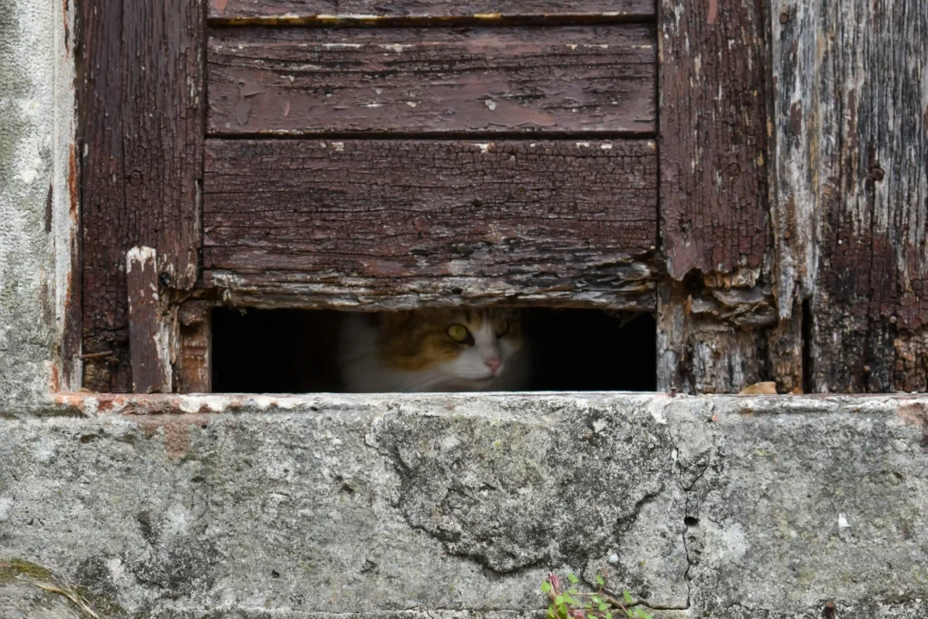 cat squatting in an old farm house